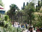 Галерея.Никитский ботанический сад