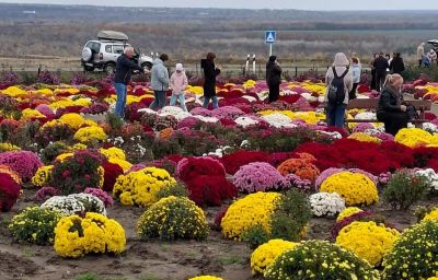 Бал хризантем в х.Старозолотовский и музей «Тихий Дон»