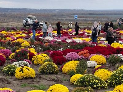 Бал хризантем в х.Старозолотовский и музей «Тихий Дон»