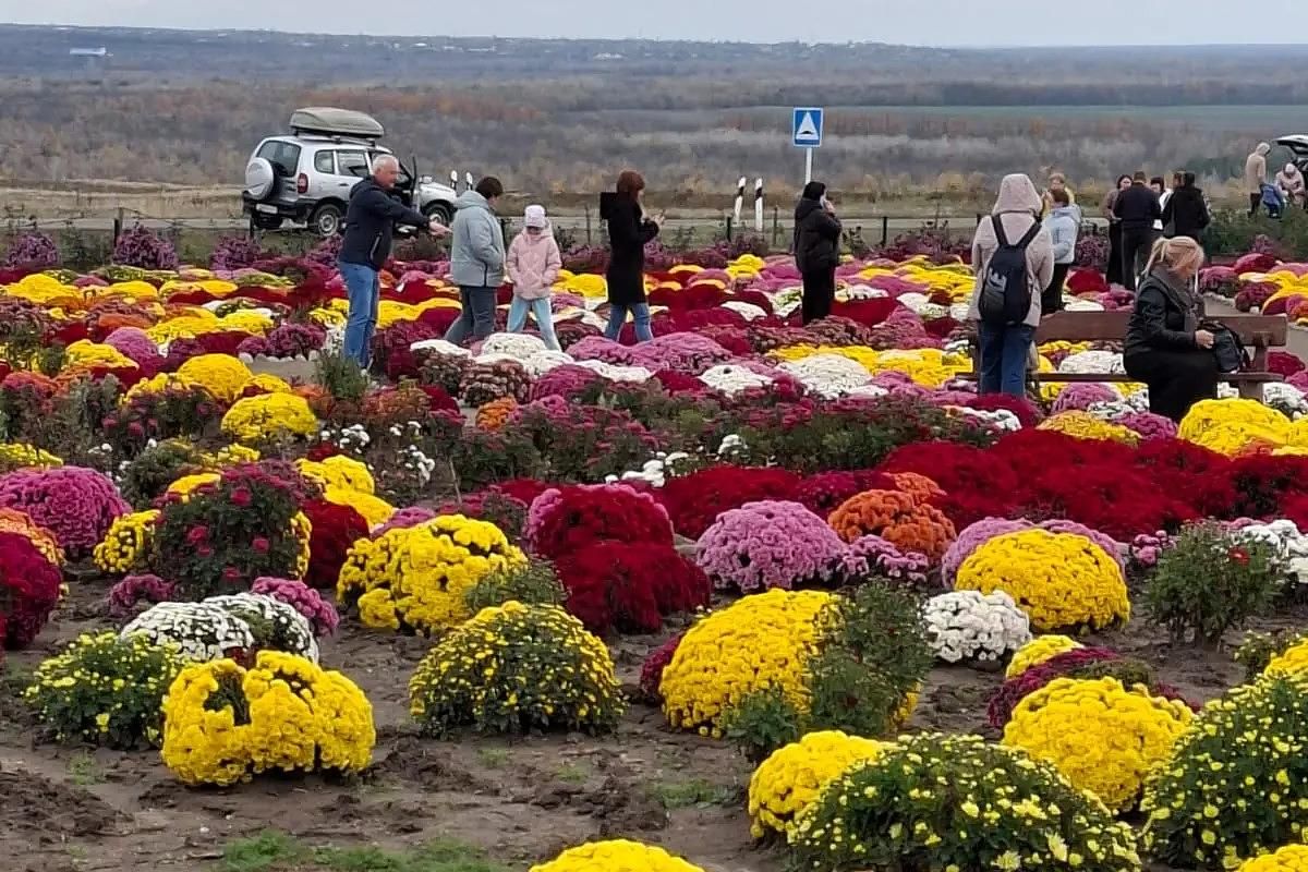 Бал хризантем в х.Старозолотовский и музей «Тихий Дон»